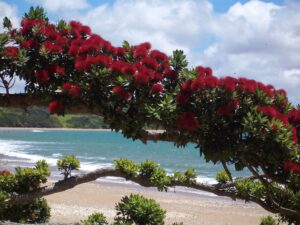 Christmas, summer end of year pohutukawa